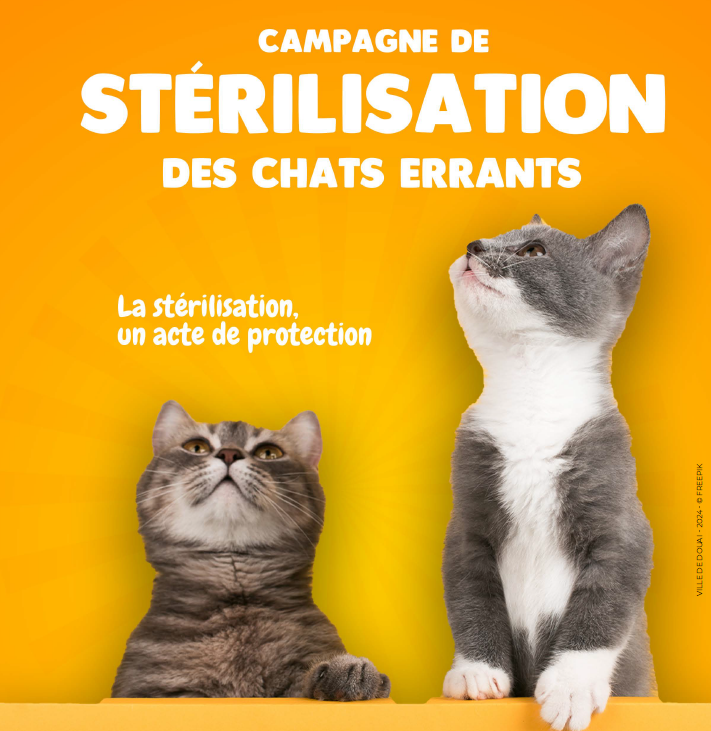 Campagne de stérilisation des chats errants Ville de Douai